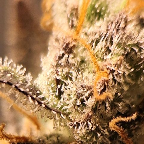 FastBuds 7️⃣ growlog timeline photo