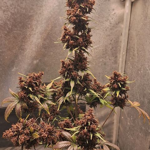 Fastbuds 8️⃣ growlog timeline photo