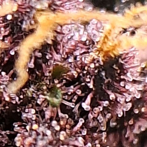 Fastbuds 8️⃣ growlog timeline photo