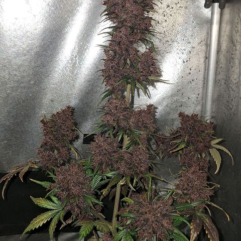 Fastbuds 8️⃣ growlog timeline photo