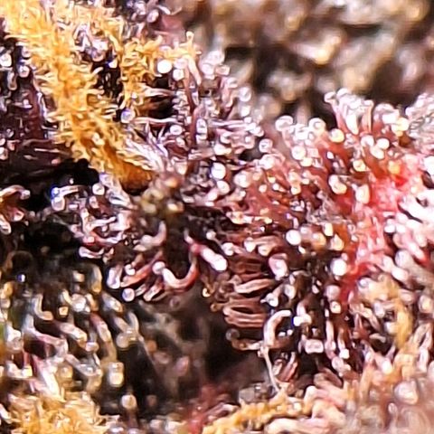 Fastbuds 8️⃣ growlog timeline photo