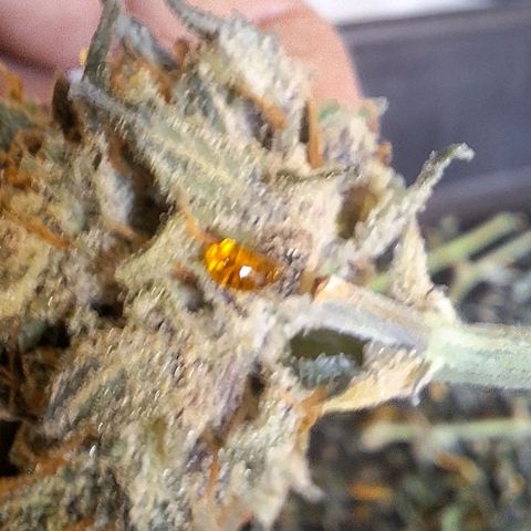 FastBuds 7️⃣ growlog timeline photo
