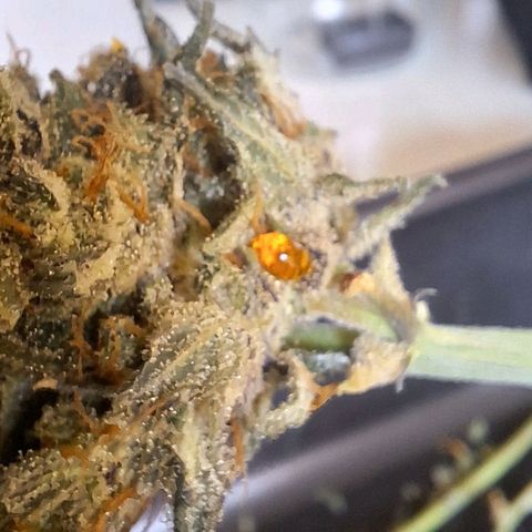 FastBuds 7️⃣ growlog timeline photo