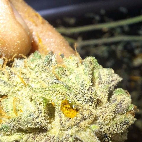 FastBuds 7️⃣ growlog timeline photo