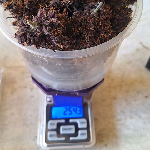 Fastbuds 8️⃣ growlog timeline photo