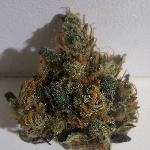 FastBuds 7️⃣ growlog timeline photo