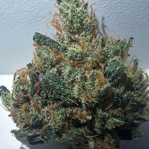 FastBuds 7️⃣ growlog timeline photo