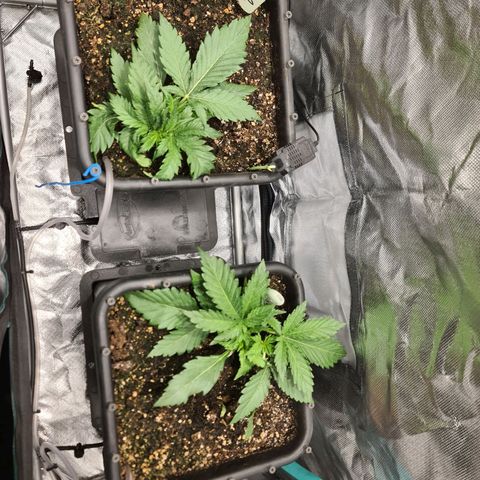 Amnesia Haze Automatic growlog timeline photo