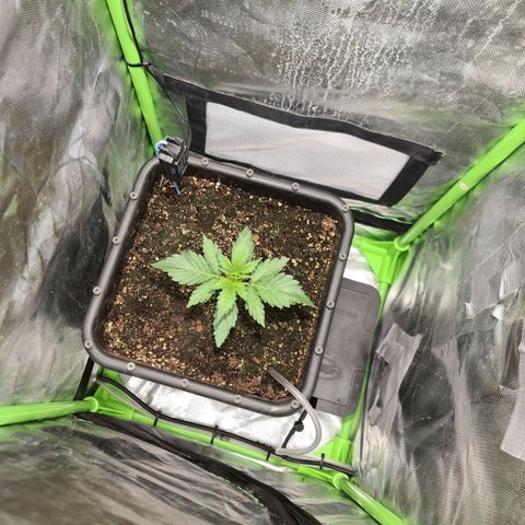 Amnesia Haze Automatic growlog timeline photo