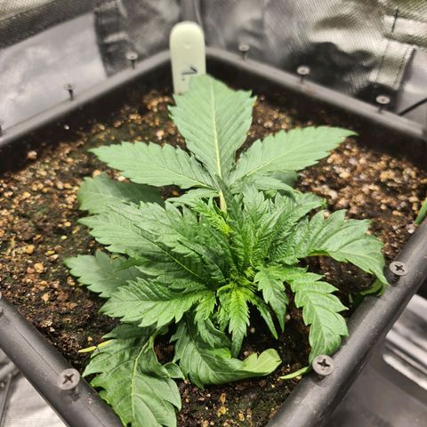 Amnesia Haze Automatic growlog timeline photo