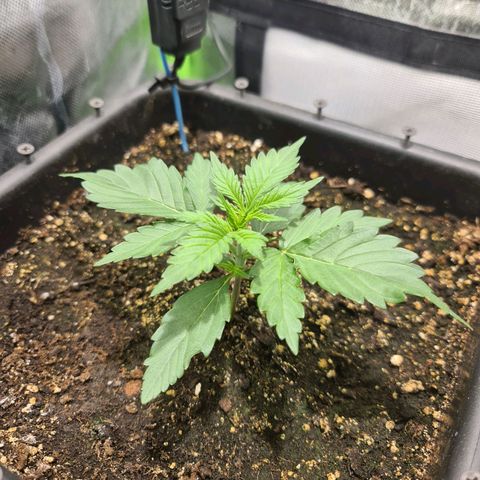 Amnesia Haze Automatic growlog timeline photo