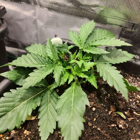Amnesia Haze Automatic growlog timeline photo