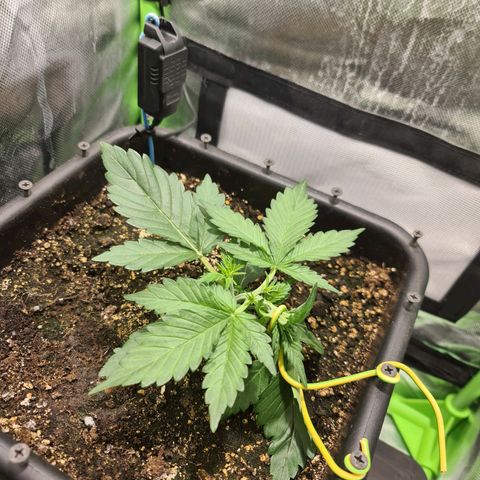 Amnesia Haze Automatic growlog timeline photo