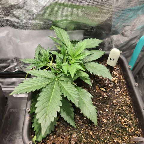 Amnesia Haze Automatic growlog timeline photo