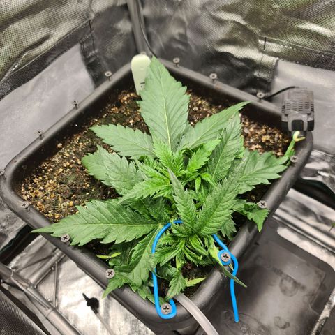 Amnesia Haze Automatic growlog timeline photo
