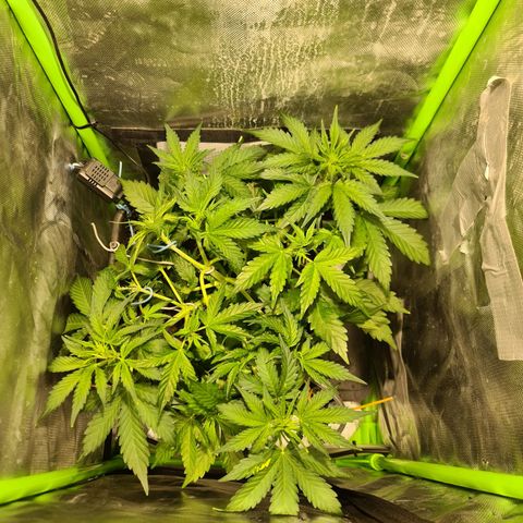 Amnesia Haze Automatic growlog timeline photo