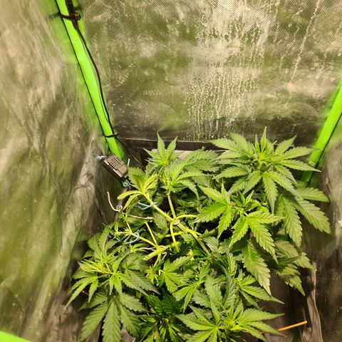 Amnesia Haze Automatic growlog timeline photo