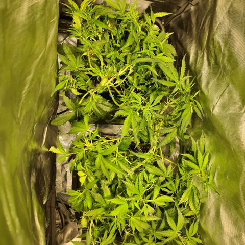 Amnesia Haze Automatic growlog timeline photo
