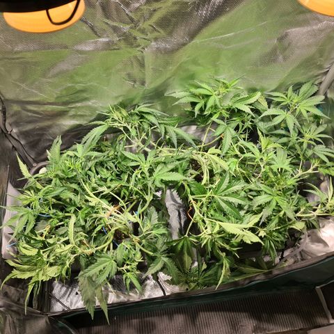 Amnesia Haze Automatic growlog timeline photo
