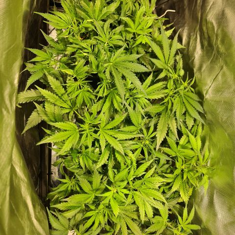 Amnesia Haze Automatic growlog timeline photo