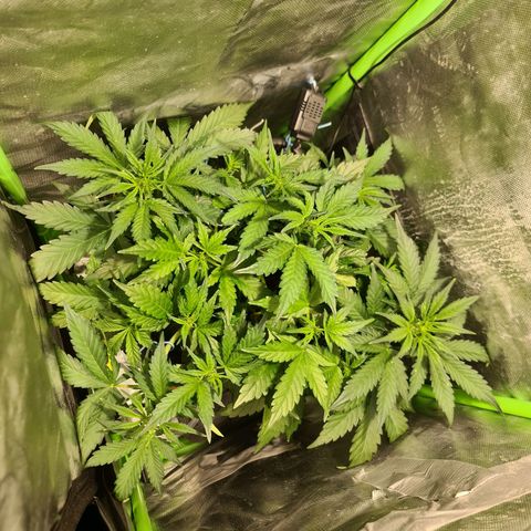 Amnesia Haze Automatic growlog timeline photo