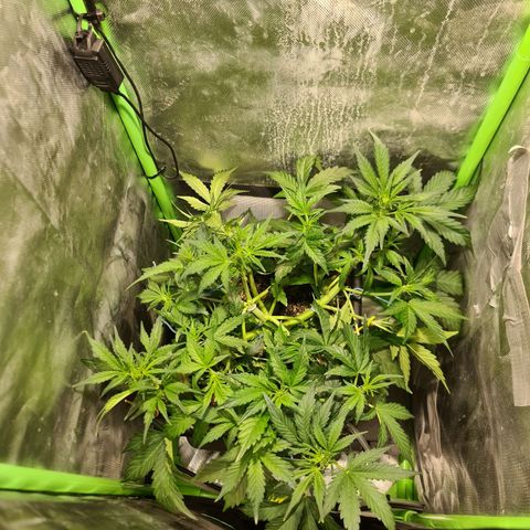 Amnesia Haze Automatic growlog photo: Light burn-sporedni box