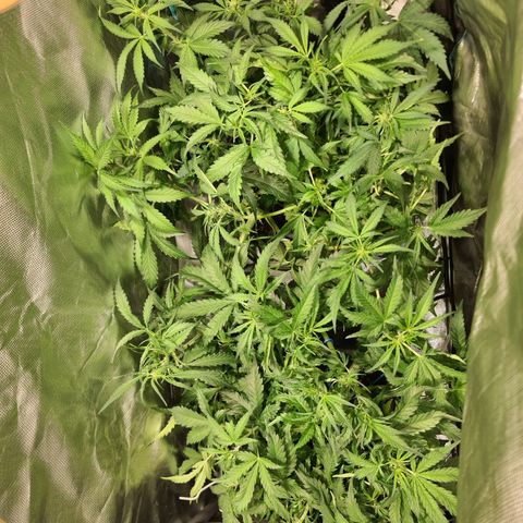 Amnesia Haze Automatic growlog photo: Light burn-sporedni box