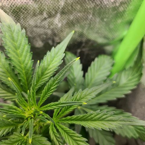 Amnesia Haze Automatic growlog photo: Light burn-sporedni box