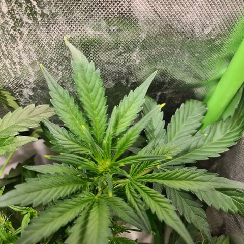 Amnesia Haze Automatic growlog photo: Light burn-sporedni box