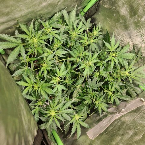 Amnesia Haze Automatic growlog timeline photo