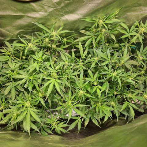 Amnesia Haze Automatic growlog timeline photo