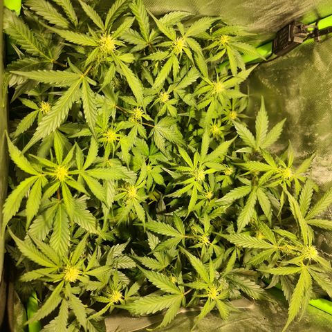 Amnesia Haze Automatic growlog timeline photo