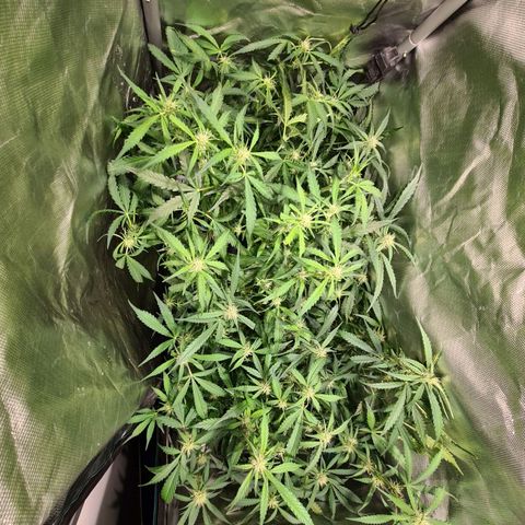 Amnesia Haze Automatic growlog timeline photo