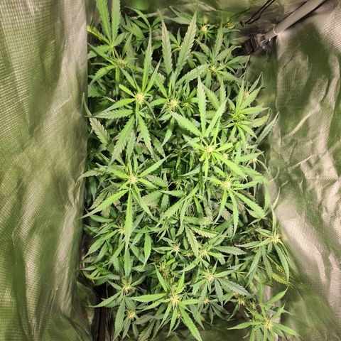 Amnesia Haze Automatic growlog timeline photo
