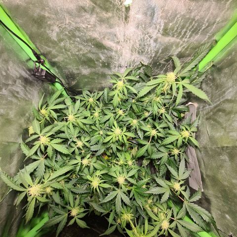 Amnesia Haze Automatic growlog timeline photo