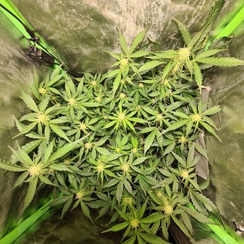 Amnesia Haze Automatic growlog timeline photo