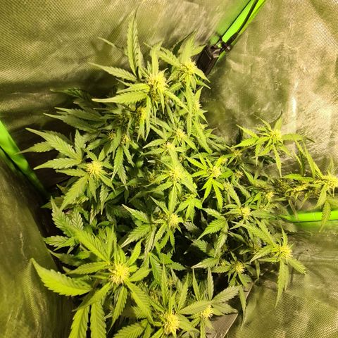 Amnesia Haze Automatic growlog timeline photo