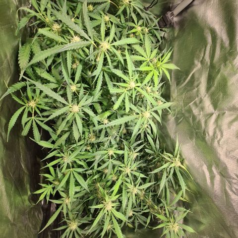 Amnesia Haze Automatic growlog timeline photo
