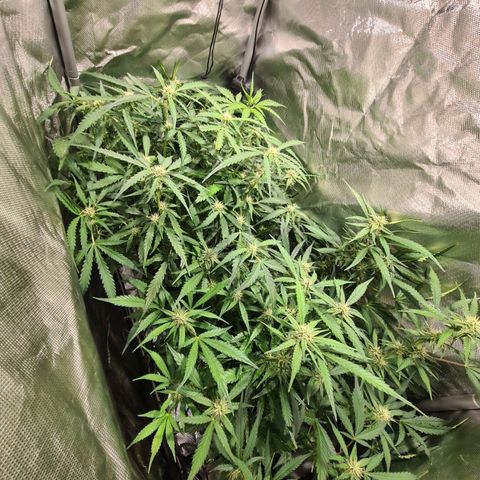 Amnesia Haze Automatic growlog timeline photo