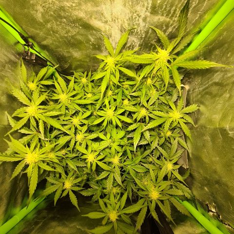 Amnesia Haze Automatic growlog timeline photo