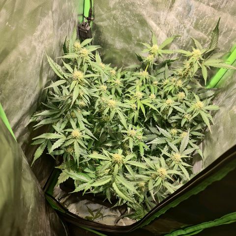 Amnesia Haze Automatic growlog timeline photo