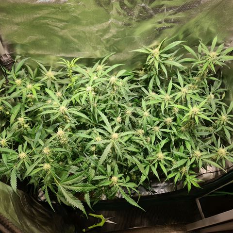 Amnesia Haze Automatic growlog timeline photo