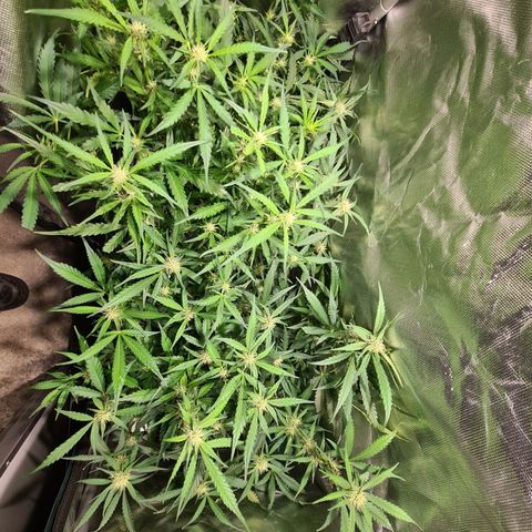 Amnesia Haze Automatic growlog timeline photo