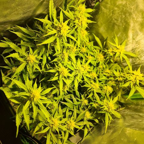 Amnesia Haze Automatic growlog timeline photo