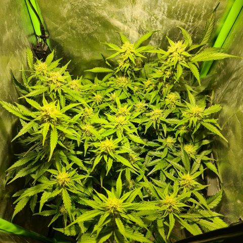 Amnesia Haze Automatic growlog timeline photo