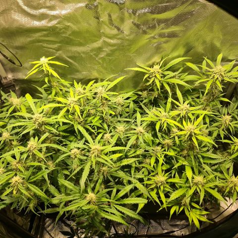 Amnesia Haze Automatic growlog timeline photo