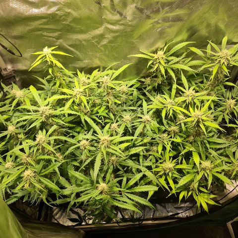 Amnesia Haze Automatic growlog timeline photo