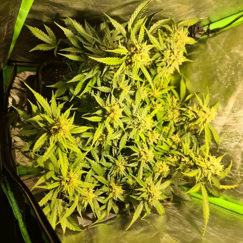 Amnesia Haze Automatic growlog timeline photo