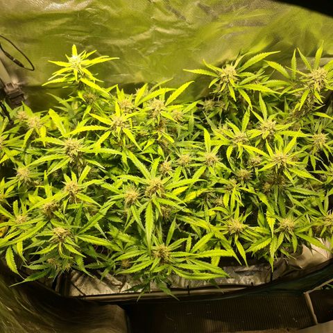 Amnesia Haze Automatic growlog timeline photo