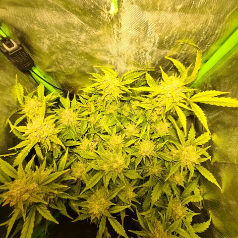 Amnesia Haze Automatic growlog timeline photo